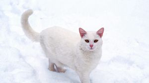 Превью обои кот, белый, снег, мороз