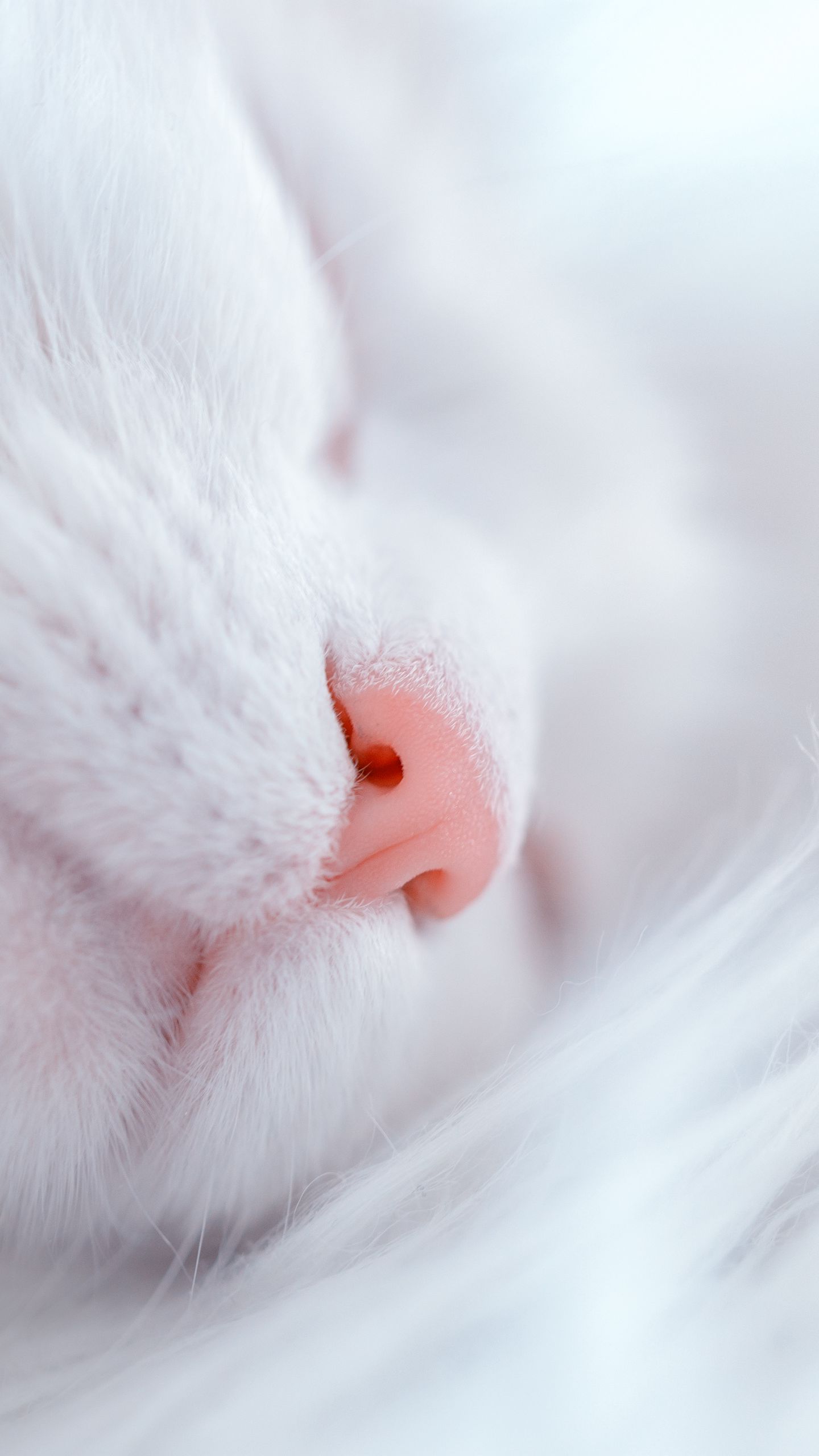 Носик лапки. Носик котика. Котята с розовым носиком. Белый котик. Розовый нос.