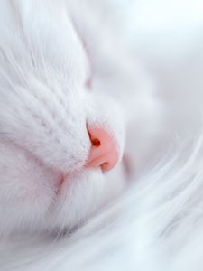 Превью обои кот, белый, спит, морда, нос