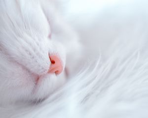 Превью обои кот, белый, спит, морда, нос