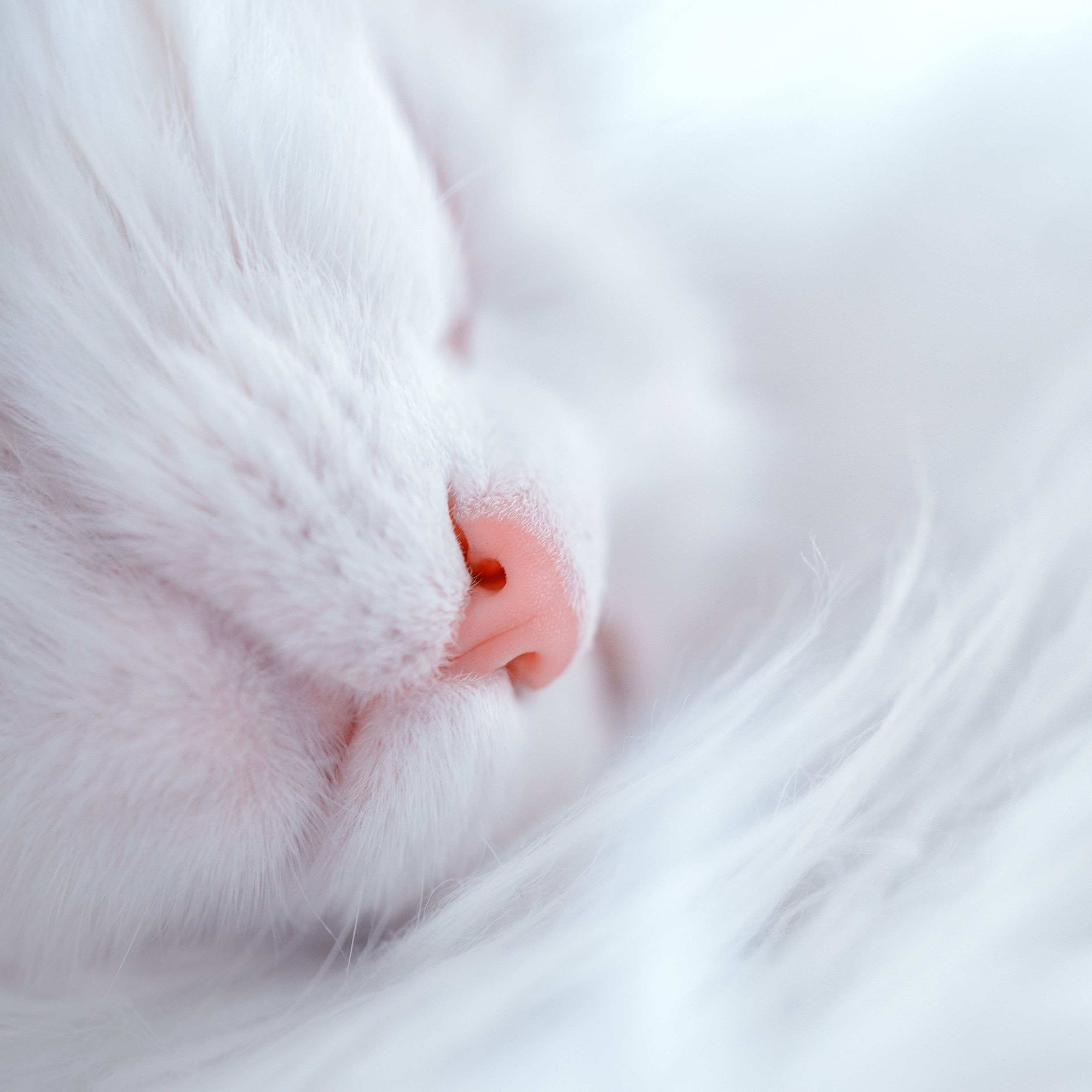 Музыка белая кошка. Белый котенок. Розовый нос. Спящий белый котенок.