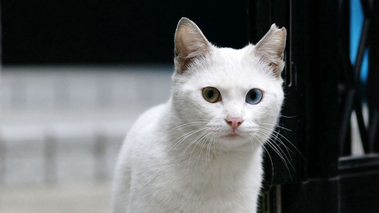 Обои кот, белый, взгляд