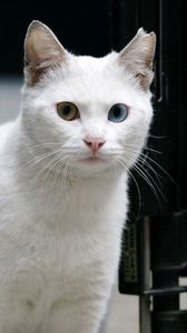 Превью обои кот, белый, взгляд
