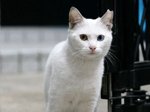 Превью обои кот, белый, взгляд