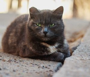 Превью обои кот, бездомный, пятнистый