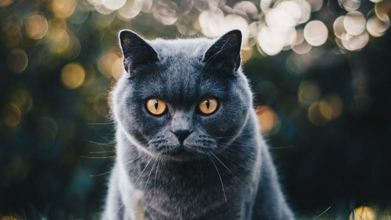 Обои кот, британец, блики, взгляд