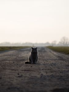 Превью обои кот, британец, дорога, сидит