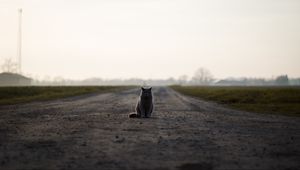 Превью обои кот, британец, дорога, сидит