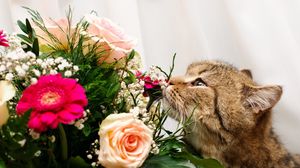 Превью обои кот, букет, цветы, нюхать