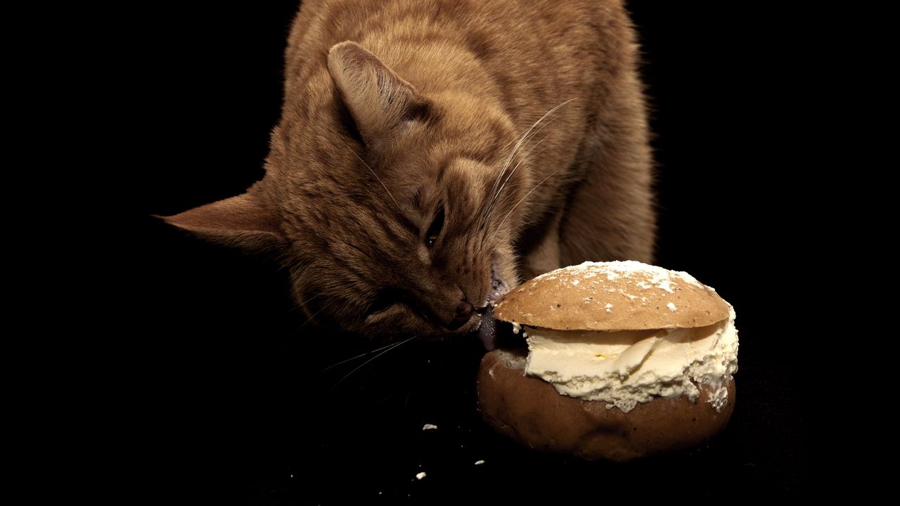 Обои кот, бутерброд, еда, масло, лакомство