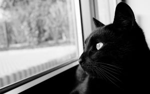 Превью обои кот, чб, черный кот, черный, морда