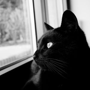 Превью обои кот, чб, черный кот, черный, морда