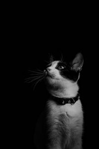 Превью обои кот, чб, котенок, ошейник