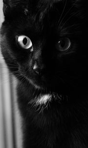 Превью обои кот, чб, морда, черный кот, глаза