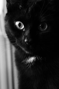 Превью обои кот, чб, морда, черный кот, глаза