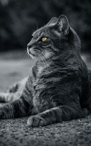 Превью обои кот, чб, серый, лежит