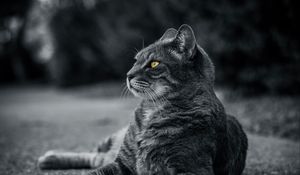 Превью обои кот, чб, серый, лежит