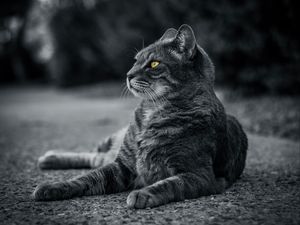 Превью обои кот, чб, серый, лежит