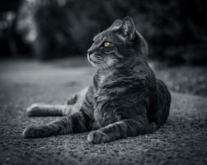 Превью обои кот, чб, серый, лежит