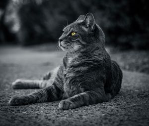 Превью обои кот, чб, серый, лежит