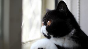 Превью обои кот, черно-белый, окрас, профиль, взгляд, смотрит в окно