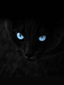 Превью обои кот, черный, голубоглазый, взгляд