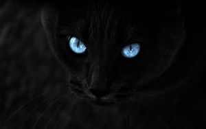 Превью обои кот, черный, голубоглазый, взгляд