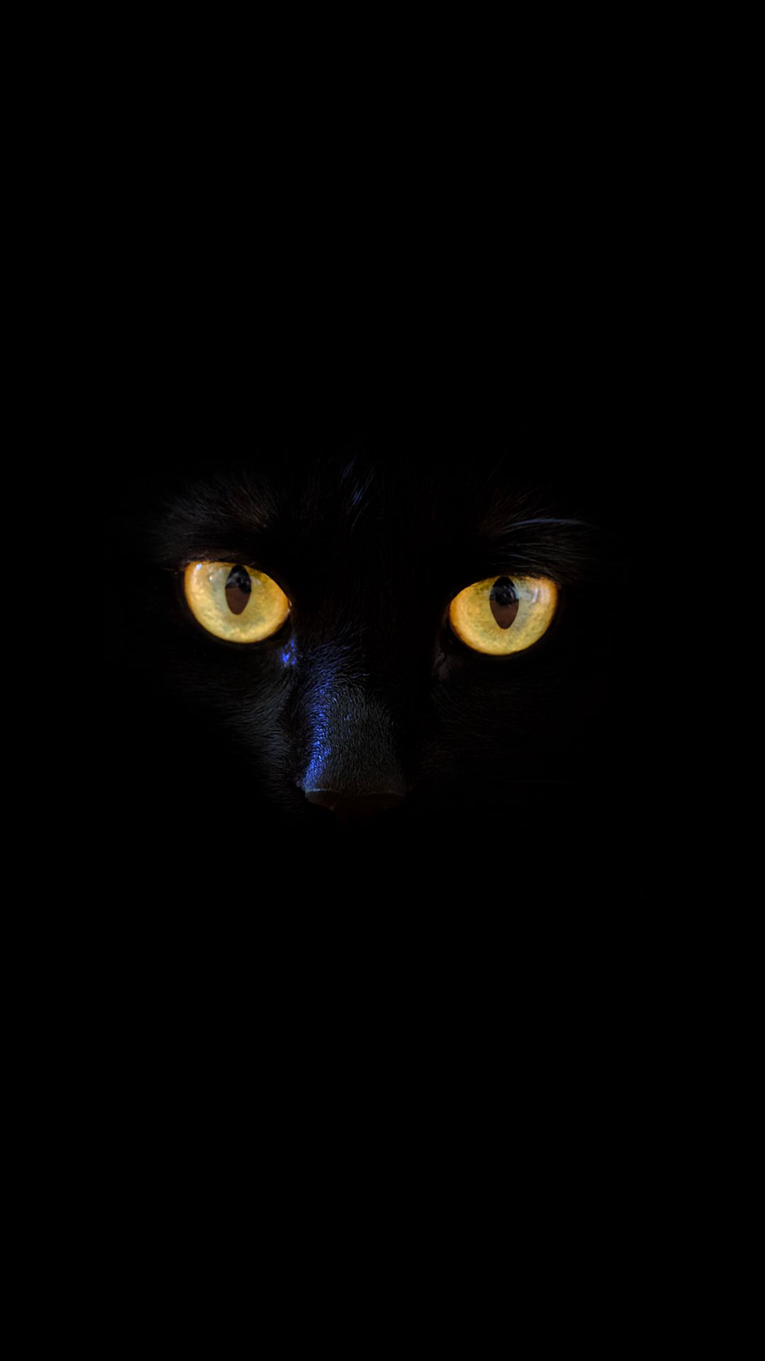 Кошачьи глаза на черном фоне