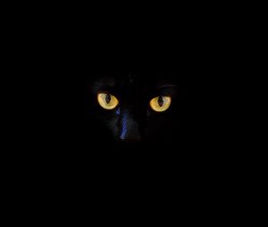 Превью обои кот, черный кот, глаза, темнота