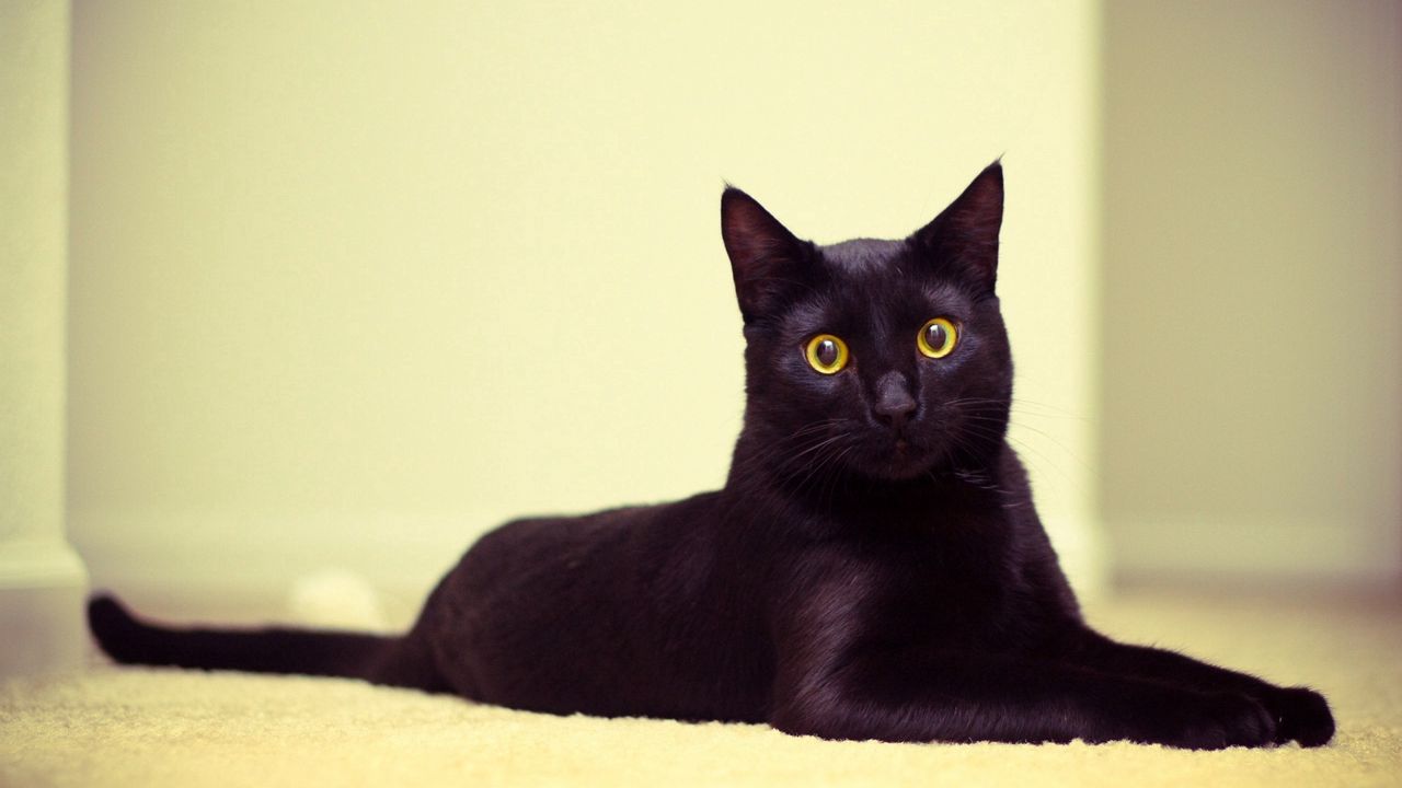 Обои кот, черный кот, лежать, красивый