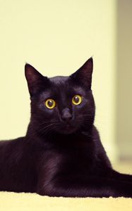 Превью обои кот, черный кот, лежать, красивый