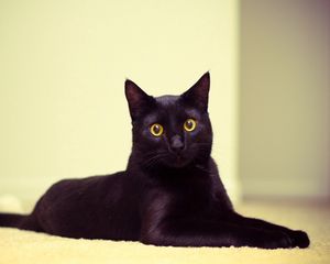 Превью обои кот, черный кот, лежать, красивый