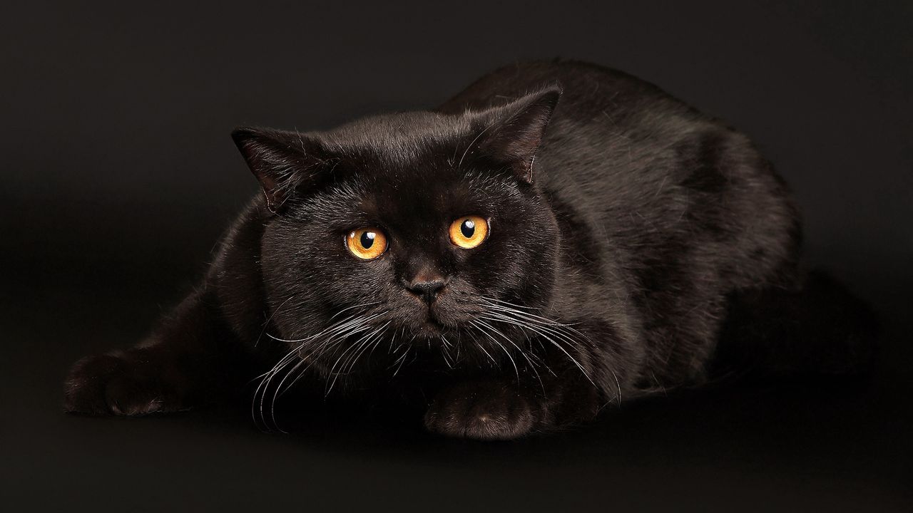 Обои кот, черный кот, лежать, испуг, темный фон