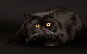Превью обои кот, черный кот, лежать, испуг, темный фон