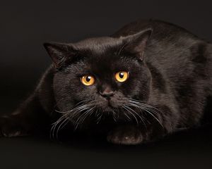 Превью обои кот, черный кот, лежать, испуг, темный фон