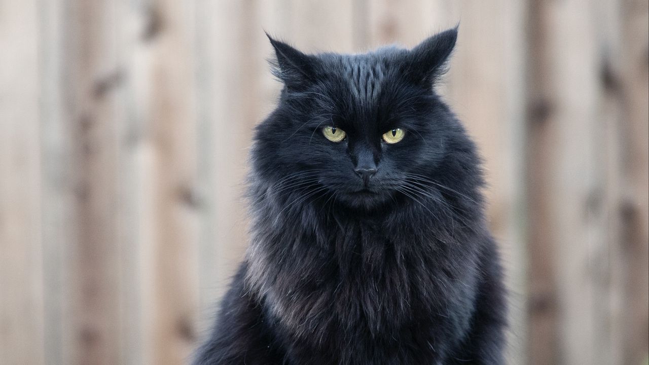 Обои кот, черный кот, пушистый, взгляд, сердитый