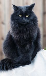 Превью обои кот, черный кот, пушистый, взгляд, сердитый