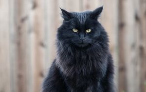 Превью обои кот, черный кот, пушистый, взгляд, сердитый