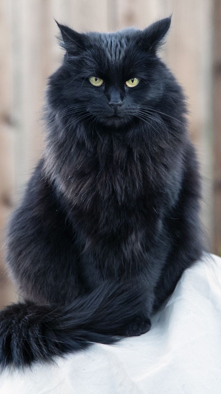 Маленький черный котенок (58 фото)