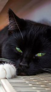Превью обои кот, черный, лежит, пятнистый, усы