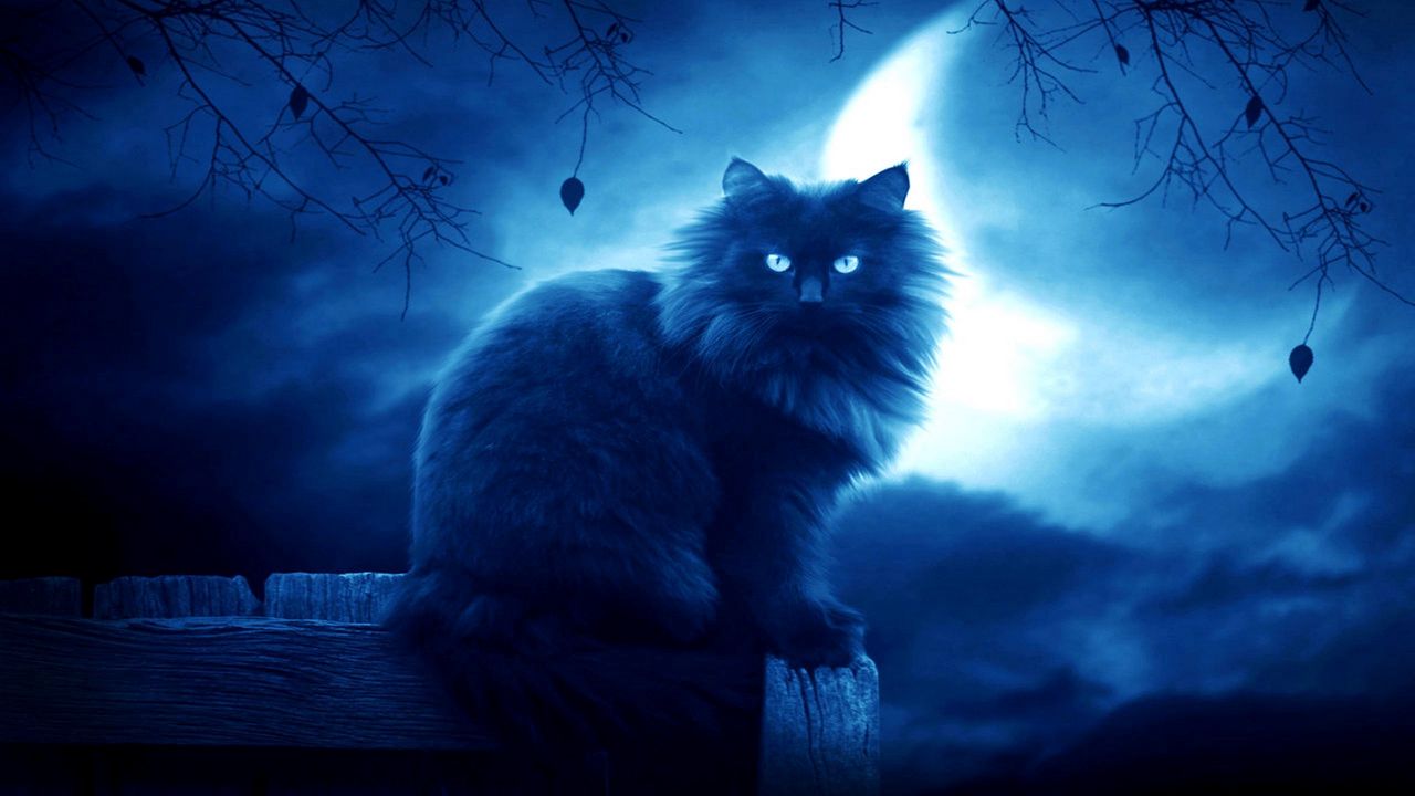 Обои кот, черный, луна, ночь, силуэт, очертания