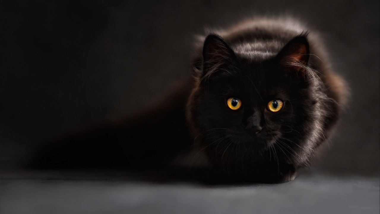 Обои кот, черный, мейн-кун, глаза, смотрит