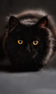Превью обои кот, черный, мейн-кун, глаза, смотрит