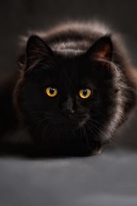 Превью обои кот, черный, мейн-кун, глаза, смотрит