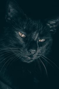 Превью обои кот, черный, морда, взгляд, сонный