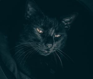 Превью обои кот, черный, морда, взгляд, сонный