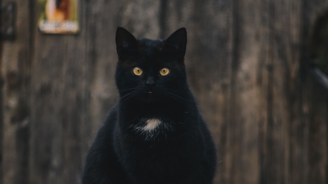 Обои кот, черный, сидит, взгляд