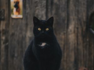Превью обои кот, черный, сидит, взгляд
