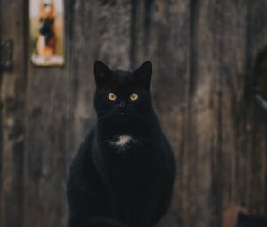 Превью обои кот, черный, сидит, взгляд