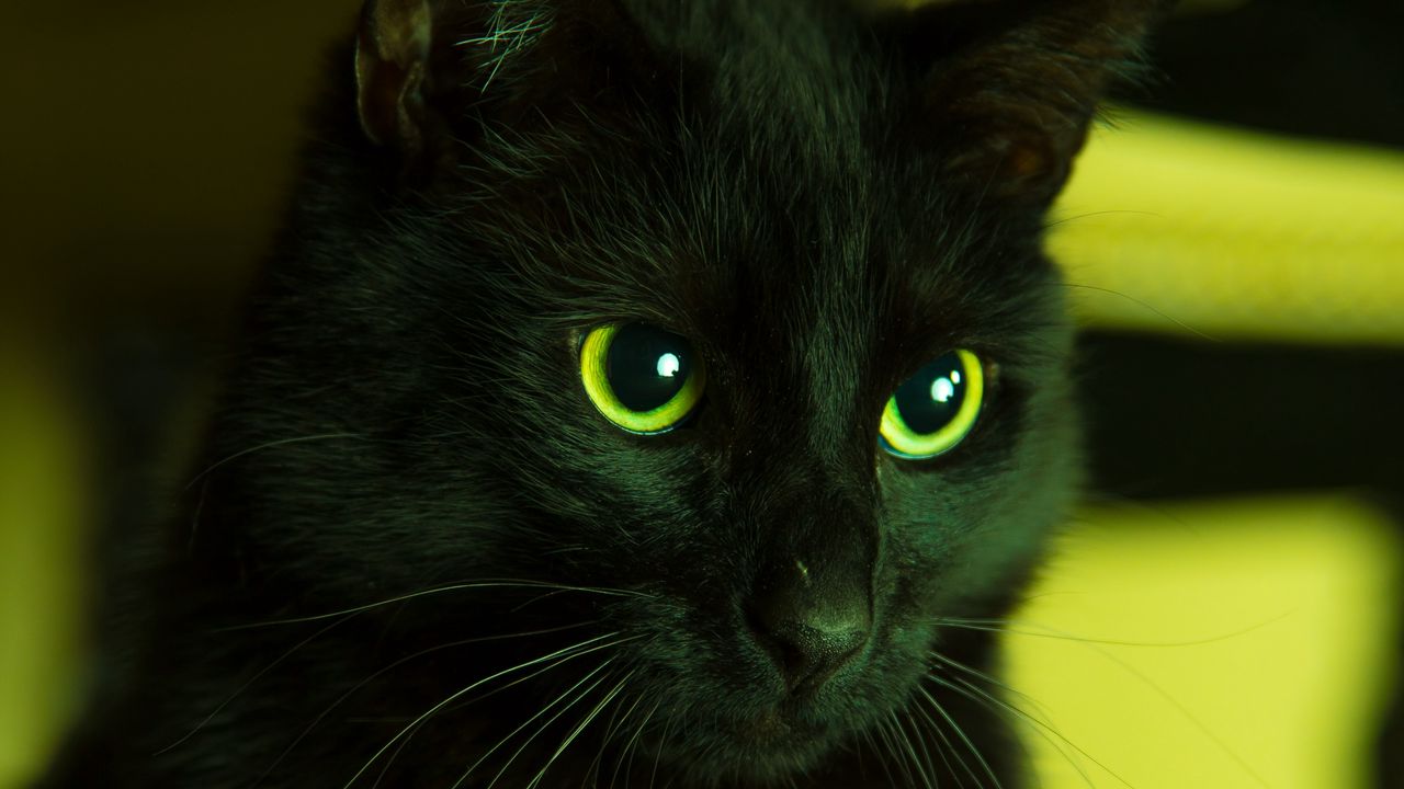 Обои кот, черный, смотрит, глаза, зеленый